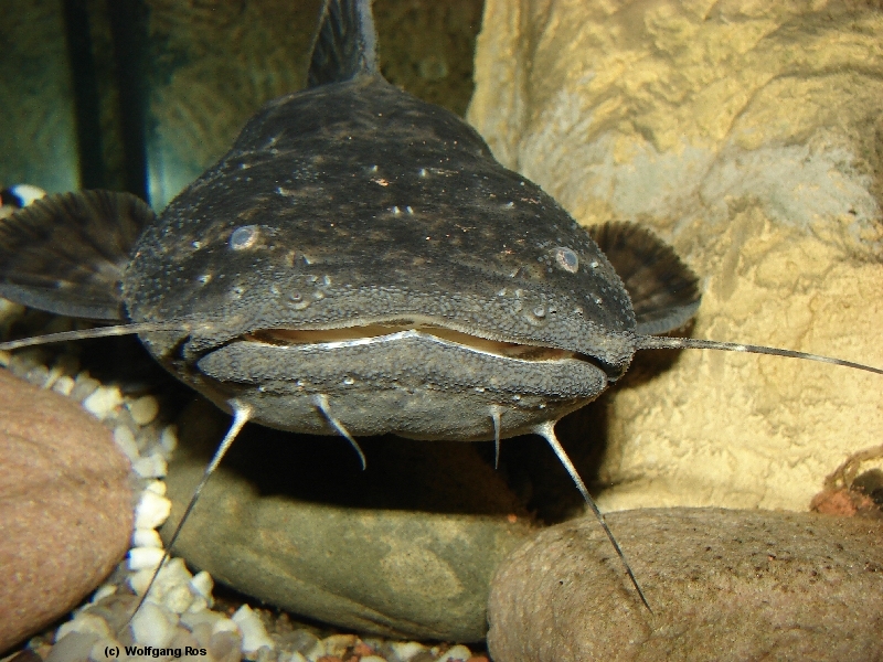 PSEUDOPIMELODIDAE, CEPHALOSILURUS NIGRICAUDUS