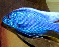 Sciaenochromis ahli - tlamovec