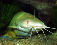 Clarias batrachus - kekovec ab