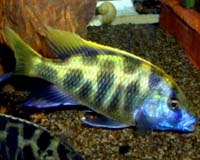 Nimbochromis venustus - tlamovec spc (t. modrohlav)